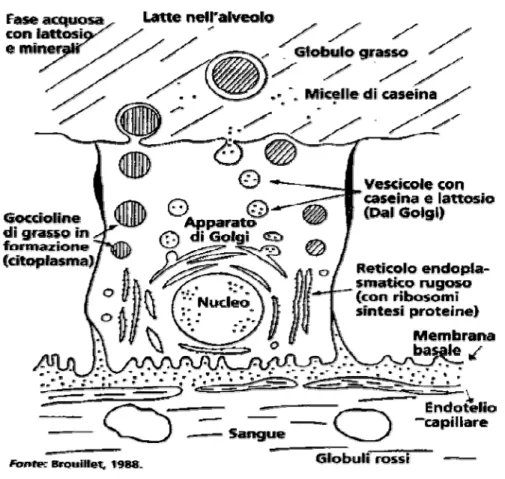 Fig 2.3: Modalità di sintesi e secrezione del latte (fonte Brouillet, 1998) 