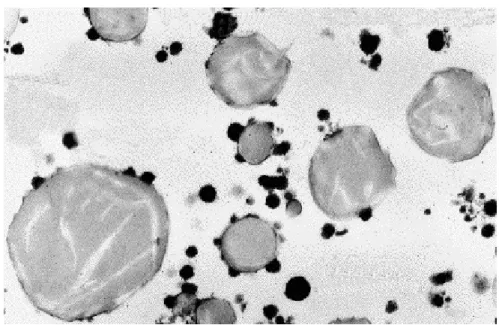 Fig 2.7: Globuli di grasso dispersi nel latte. 