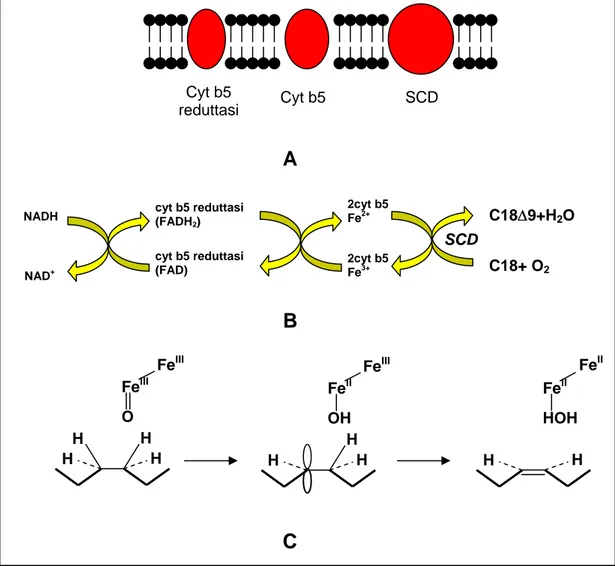 Fig. 4.1: A) Schema del sistema desaturasico nella membrana microsomle. B) Catena di trasporto  degli elettroni durante il processo di desaturazione