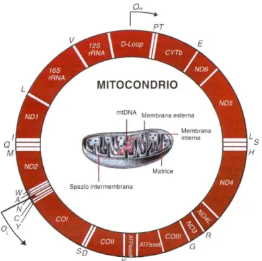 Figura 2.1.4a - La molecola del DNA mitocondriale (mtDNA) è circolare ed è presente in molte 