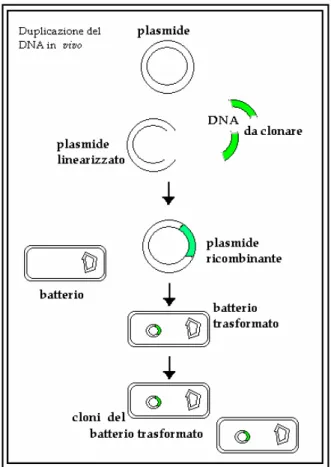 Figura 2.2.3b – Il clonaggio di un frammento di DNA consiste nel coniugare il frammento esogeno 