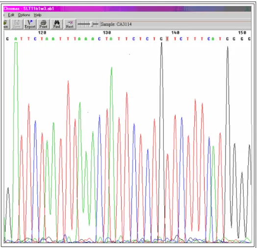 Figura 2.2.3c  – Il risultato del sequenziamento automatico del DNA è un Elettroferogramma 