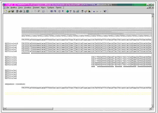 Figura 2.2.3d  – Utilizzando il programma TextPad le sequenze dei tre tratti di mtDNA vengono 