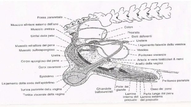 FIG  1.1.2  : rapporti  della  prostata    con  le  altre  strutture  nel  quadrante  addominale caudale 