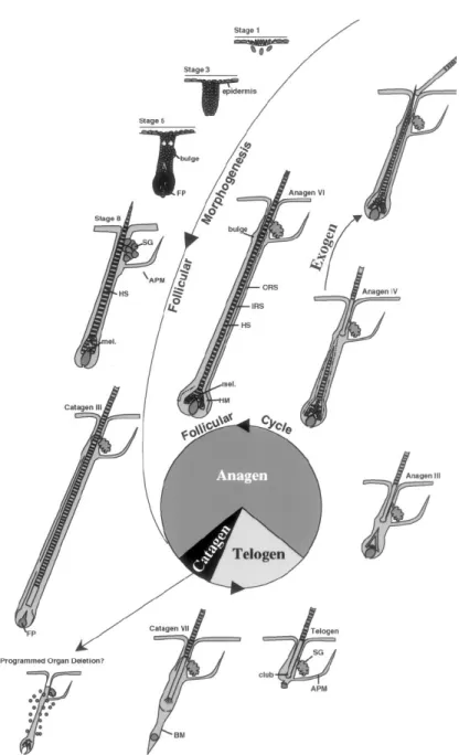 Figura 12: Morfogenesi e ciclo follicolare-Rappresentazione degli stadi della morfogenesi 