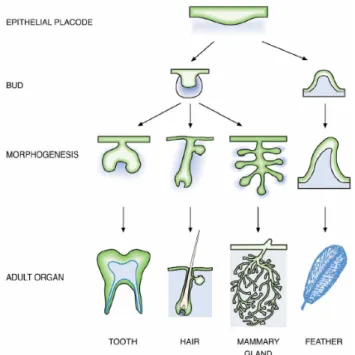 Figura 1: Sviluppo degli organi ectodermici. Organi morfologicamente molto diversi, come i 