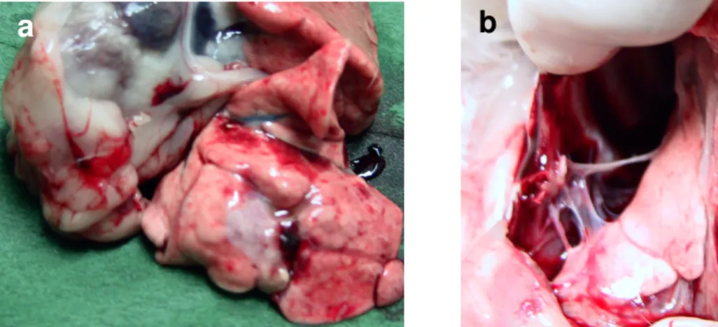 Fig. 8 (a,b). Lung parenchyma adjacent and far from the thermal lesion did 