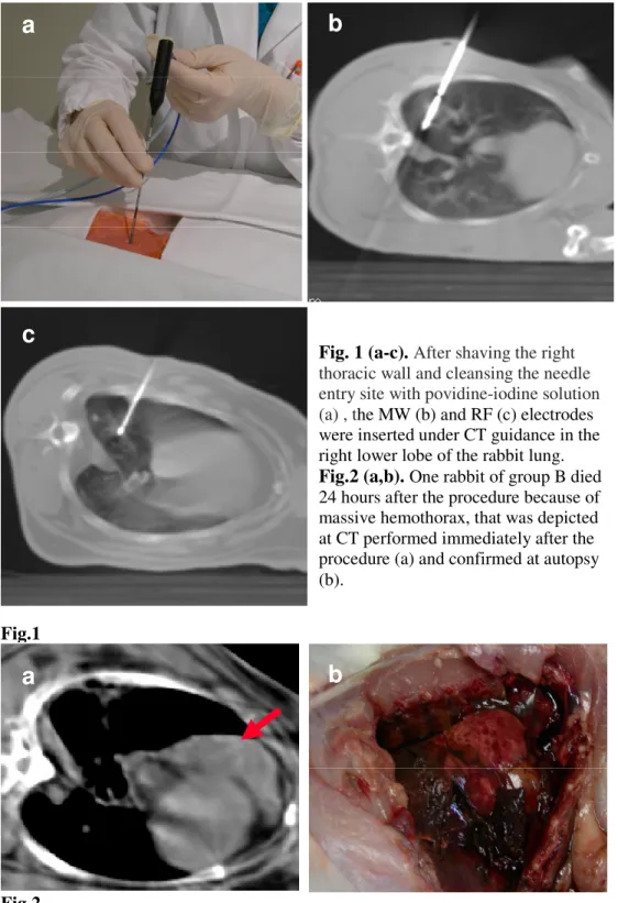Fig. 1 (a-c).  After shaving the right  thoracic wall and cleansing the needle  entry site with povidine-iodine solution   (a) , t he MW (b) and RF (c) electrodes  were inserted under CT guidance in the  right lower lobe of the rabbit lung
