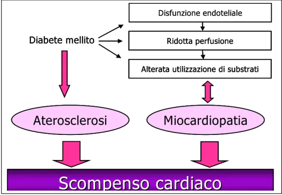 Figura  5.  Contributo  dell’ipertensione  arteriosa  e  della  cardiopatia  ischemica  allo  sviluppo  della miocardiopatia diabetica