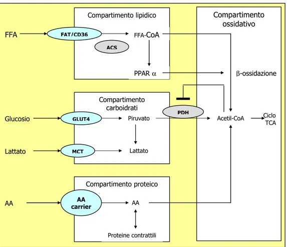 Figura  7.  Metabolismo  cardiaco  del  glucosio  e  degli  acidi  grassi  (FFA):  possibili  siti  di  regolazione