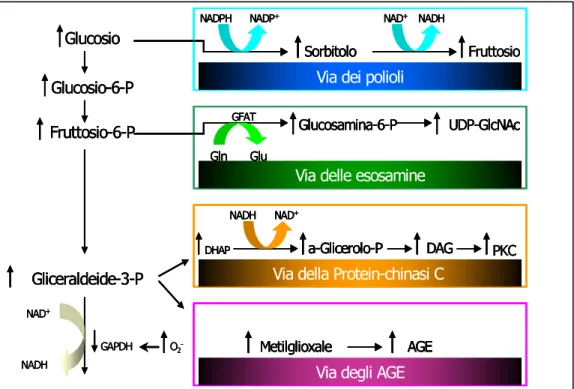 Figura  8.  Meccanismi  molecolari  di  danno  indotti  dall’iperglicemia.  (Tratta  da  Brownlee  M,  Nature 2001)