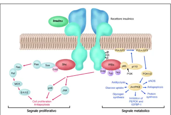 Figura 9. Recettore insulinico e vie di trasmissione del segnale. 