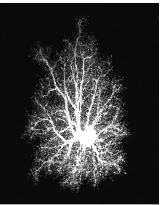 Figure 1: Stars (at last). A protoplasmic astrocyte from rat hippocampal area CA1 intracellularly injected with Lucifer Yellow and imaged by confocal microscopy