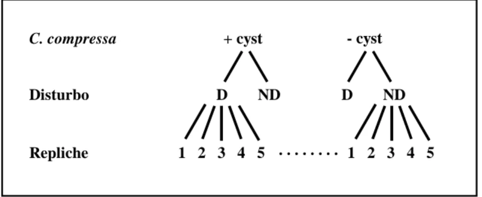 Fig. 2.1. Schema del disegno sperimentale utilizzato per esaminare l’effetto interattivo della presenza di C