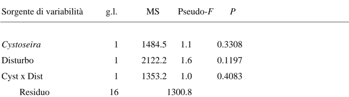 Fig. 3.4. nMDS dei centroidi delle 5 chiazze assegnate a ciascuna combinazione di Cystoseira e Disturbo,  calcolati alla terza data (T3) di campionamento