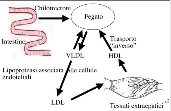 Figura 2: il trasporto del colesterolo e dei trigliceridi. 