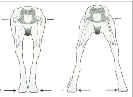 figura B notare il profilo della groppa squadrato in un soggetto con anche lussate (B) (Slocum e Slocum,  1998; modificato)
