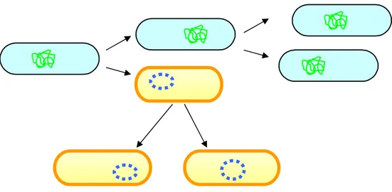 Figura 1. Diffusione della resistenza acquisita (clonale) basata su  mutazioni di geni cromosomiali