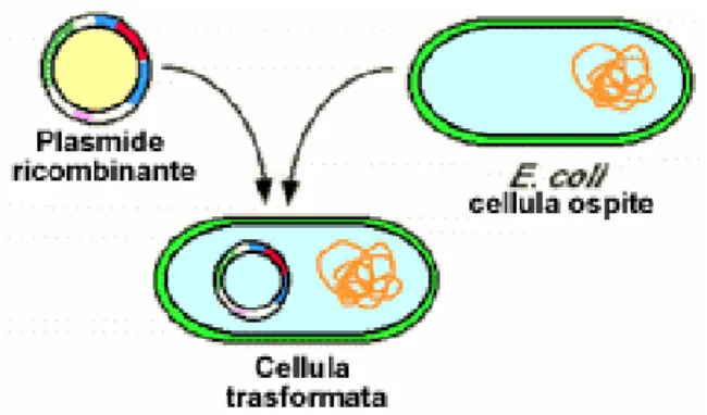 Figura 2. Plasmide di coniugazione. 