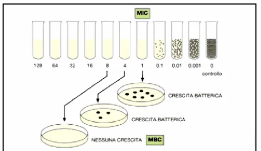 Figura 6. Valutazione di MIC e MBC con la tecnica delle diluizioni.