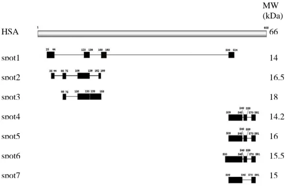 Fig. 14 Schema della distribuzione, all’interno della sequenza di HSA, dei peptidi ottenuti 