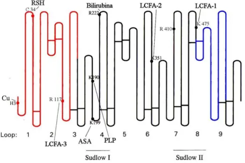 Fig. 16 Figura schematica dei siti di legame sulla molecola di albumina. ASA: 