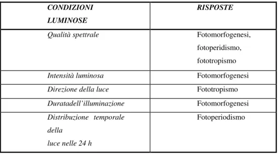 Fig. 11-  Risposte morfogenetiche indotte dalla luce (B. Lercari, 1989) 