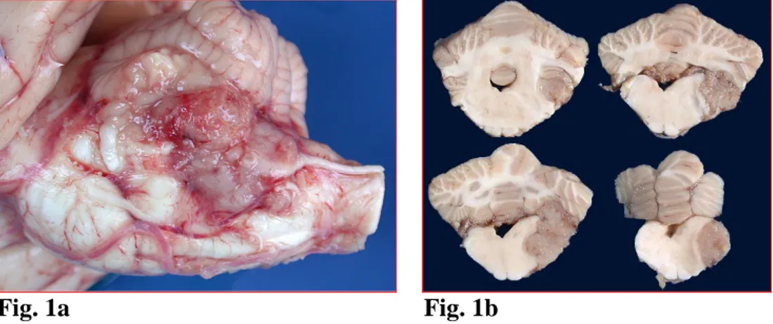 Fig. 1a                                                        Fig. 1b 