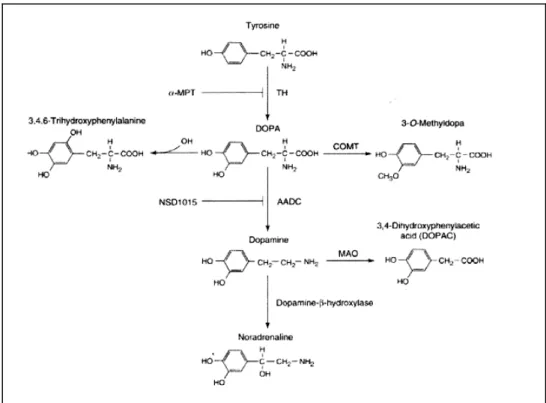 Figura 1.1 Sintesi e metabolismo della dopamina.
