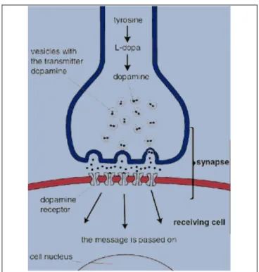 Figura 1.2. Trasmissione dopaminergica