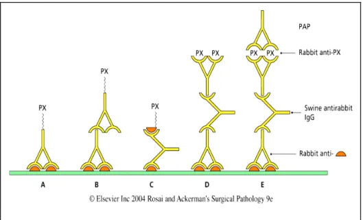 Figura  2.1  Immunoperossidasi  A)  metodo  diretto,  Ab  primario/perossidasi  (Px);  B)  metodo  indiretto,  Ab  secondario/Px;  C)  Ag/Px;  D)  metodo  indiretto  con  Ab  secondario  non  coniugato  che  fa  da  ponte tra Ab primario e Ab contro Px; E)