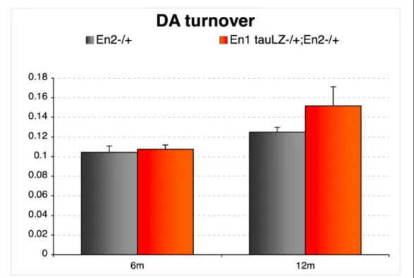 Figura 4.3. Turnover dopamina. Grafico relativo alle variazioni del rapporto tra  metaboliti della dopamina e dopamina stessa (DOPAC+HVA/Dopamina) rilevato a 6  e 12 mesi nei controlli En2 +/-  (barre grigie) e nei topi En1 +/- En2 +/-  (barre arancio),