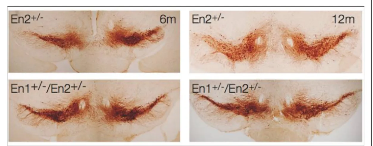 Figura 4.4 Neuroni dopaminergici rilevati con immunoistochimica TH nella  Substantia Nigra degli En1 +/- En2 +/- 