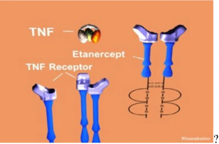 Figura 8 meccanismo d’azione Etanercep  