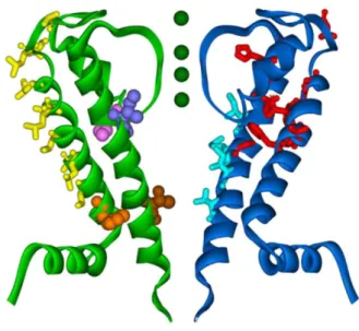Fig. 9 Schematic representation of the structure of a two transmembrane one-pore K+ channel