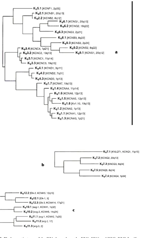 FIG. 9. Phylogenetic trees of the KV channels. a, the KV1–KV6 and KV8–KV9 families; b,  the KV7 family; c, the KV10–KV12 families