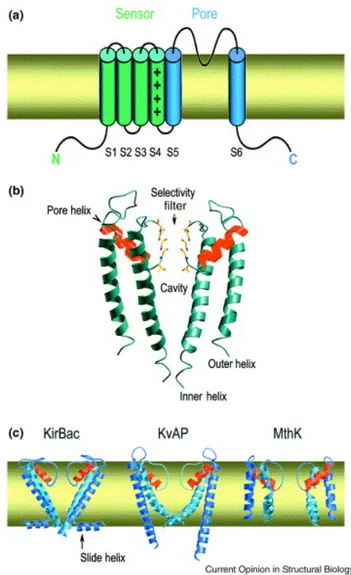 Figure  1.K +  channel architecture. (a) Most K +  channels have six membrane-spanning elements in each  subunit