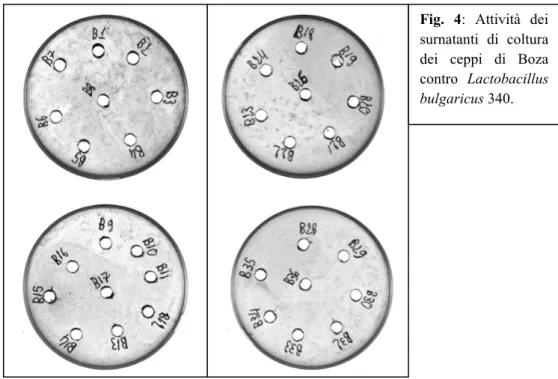 Fig.  4:  Attività  dei  surnatanti  di  coltura  dei  ceppi  di  Boza  contro Lactobacillus 