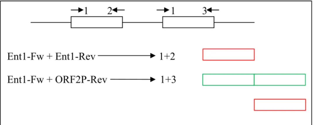 Fig. 19: capsula Petri con le colonie blu e  bianche (nere nella foto)