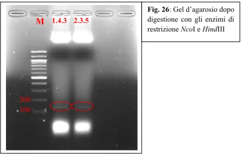 Fig. 26: Gel d’agarosio dopo  digestione  con  gli  enzimi  di  restrizione NcoI e HindIII