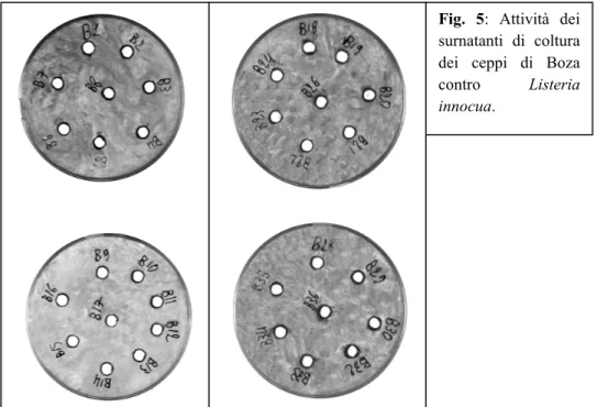 Fig.  5:  Attività  dei  surnatanti  di  coltura  dei  ceppi  di  Boza  contro  Listeria  innocua.