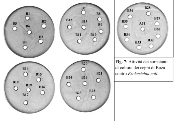 Fig. 7: Attività dei surnatanti  di coltura dei ceppi di Boza  contro Escherichia coli.
