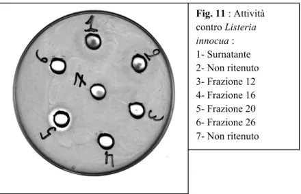 Fig. 11 : Attività  contro Listeria  innocua : 1- Surnatante 2- Non ritenuto 3- Frazione 12 4- Frazione 16 5- Frazione 20 6- Frazione 26 7- Non ritenuto(s)              mS conduttività ionica                 220 nm Assorbanza12      16    20      26   mS22