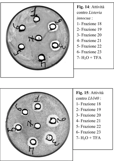 Fig. 14: Attività  contro Listeria  innocua : 1- Frazione 18 2- Frazione 19 3- Frazione 20 4- Frazione 21 5- Frazione 22 6- Frazione 23 7- H 2 O + TFA Fig