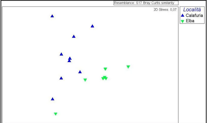 Fig. 29: nmMDS relativa alla morfologie delle reclute di corallo rosso  nelle due Aree geografiche considerate (Calafuria e Isola d’Elba) 