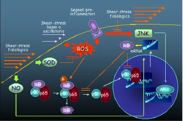 Figura  57  -  Meccanismi  pro-infiammatori  ed  anti-infiammatori  dello  shear  stress