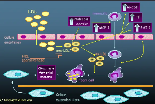 Figura  58  -  Le  modificazioni  ossidative  delle  LDL  a  livello  dell’intima  arteriosa  sono  alla  base  della aterogenicità di queste lipoproteine