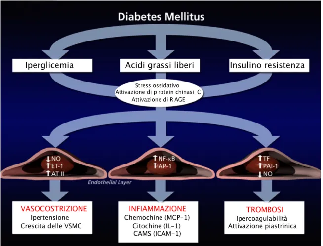 Figura 3 – Le anomalie metaboliche che caratterizzano il diabete, in particolare l’iperglicemia, l’eccesso di acidi grassi  liberi  e  la  resistenza  all’insulina,  innescano  meccanismi  molecolari  capaci  di  alterare  la  funzione  e  la struttura dei