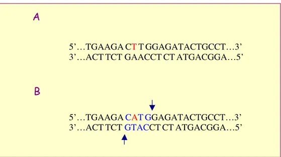 Figura 22a - A  Sequenza nucleotidica wild type della regione polimorfica 55; in rosso è indicato il nucleotide che