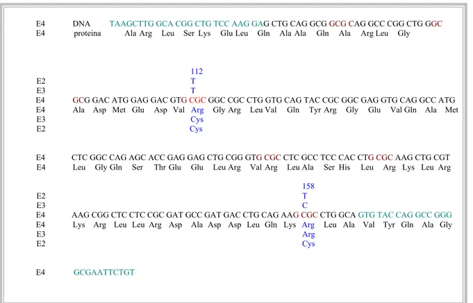 Figura  20  -  Sequenza  nucleotidica  e  aminoacidica  delle  regioni  amplificate  che  codificano  le  isoforme  comuni